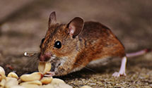 24 Hour & Emergency Exterminators in Martinsburg, WV